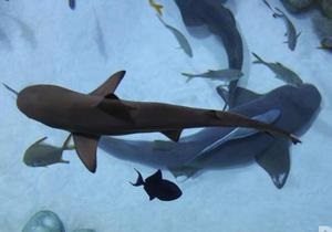 новости Киева - Ocean Plaza - акула - Через месяц в ТРЦ Ocean Plaza прибудет новая акула на смену погибшей