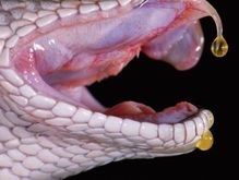 Ядовитая змея укусила австралийца за пенис