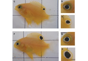 Новости науки: Испуганные рыбы отращивают глаза на хвосте