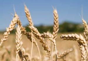 Германия впервые за десять лет начнет импорт пшеницы
