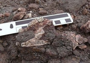 В Саудовской Аравии найдены останки неизвестного прежде общего предка мартышек и людей