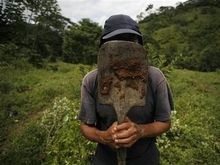 ООН шокирована темпами роста производства коки в Колумбии