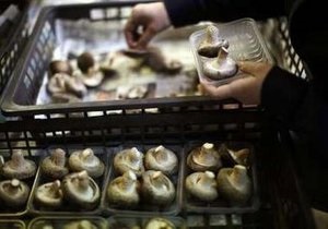 Повышенный уровень радиации обнаружили в японских грибах