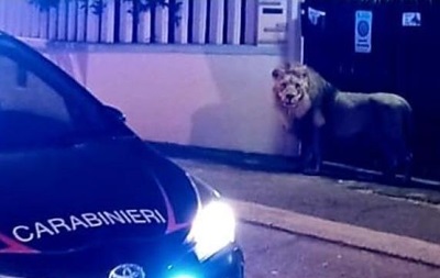 В Італії лев втік з цирку і годинами розгулював містом