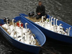 Фотогалерея: Великое лебединое переселение