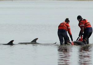 В Бразилии спасли 30 дельфинов, которые выбросились на сушу