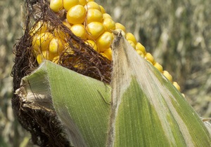 Американская семья заблудилась в кукурузном лабиринте