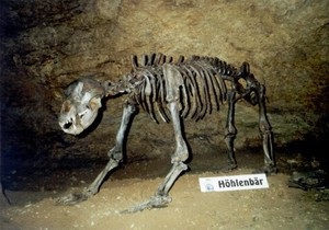 В Украине нашли останки древнейших животных