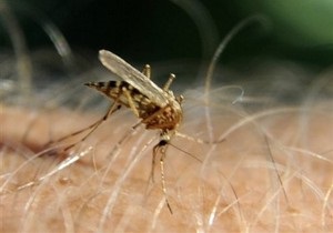 На берегу Днепра арендовали 16 гектаров  для изучения полета комаров 