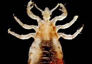 Платяная вошь обладает самым маленьким среди насекомых количеством генов