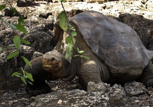 В Коста-Рике убит защитник морских черепах