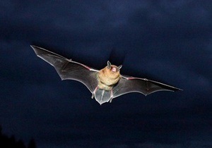 Две киевлянки вызвали подразделение МЧС из-за летучей мыши