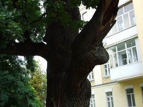 Экологи защитят уникальные киевские многовековые деревья