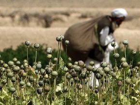 ООН констатировала резкое сокращение производства опиума в Афганистане