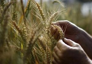 Украина поставила страдающим от неурожая китайцам четверть миллиона тонн зерна