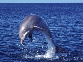 На Фарерских островах запретили охоту на дельфинов из-за ртути, содержащейся в их мясе