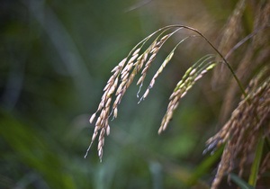 Украина намерена ввести квоты на экспорт зерна до конца года