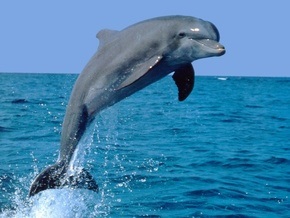 В Новой Зеландии дельфин едва не утопил женщину