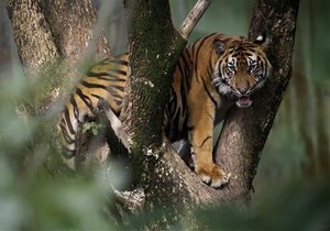 Сотрудницу британского зоопарка растерзал тигр