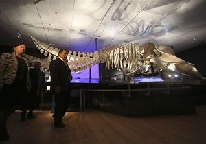 Новости науки - новости США: В музее Нью-Йорка выставили четырехлапого предка кита, жившего на суше