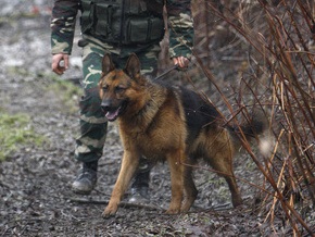 Украинской милиции не хватает собак для поиска наркотиков