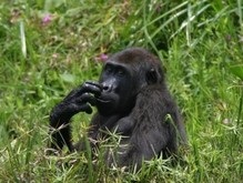 В Конго обнаружили планету горилл