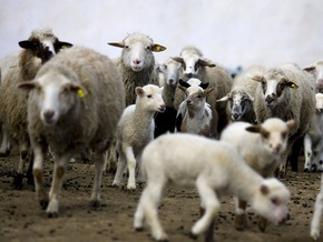 Японский ученый вырастил в овце дополнительный орган для пересадки