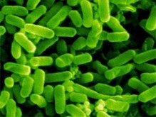 Ученые выяснили длину полового органа у бактерий