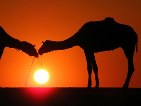 В Испании открыли ранее неизвестный вид верблюдов