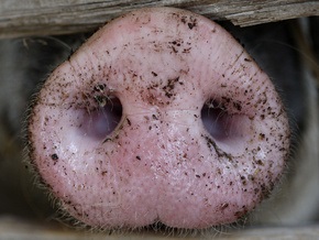 В блогосфере создают и развенчивают мифы о свином гриппе