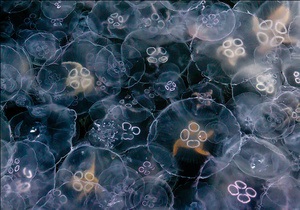 Акваторию Балаклавской бухты заполонили миллионы медуз