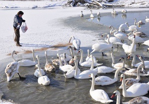 На Буковине спасают почти 180 лебедей, попавших в ледовый плен