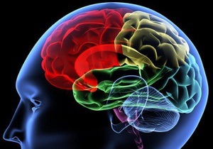Ученые определили отделы мозга, отвечающие за уровень интеллекта