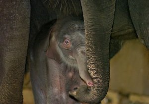 Ремонт слоновника в киевском зоопарке выполнен на 70%