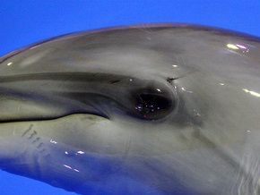 Экологи просят СБУ закрыть киевский дельфинарий