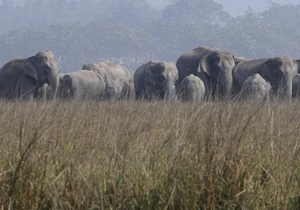 В Индии поезд сбил пять слонов