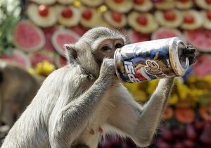 В Японии создали специальный штаб для поимки обезьяны