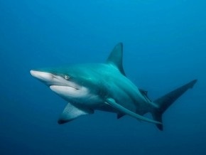 У побережья Египта от укусов акулы погибла женщина