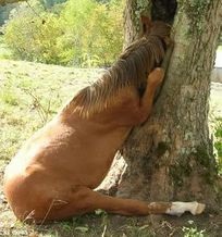 Американский фермер спас лошадь, застрявшую головой в дупле дерева