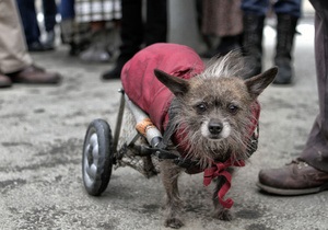 В Запорожье прошли соревнования среди бездомных собак