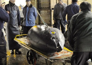 Гигантский тунец продан в Токио за рекордные $400 тыс.