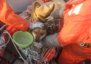 В Японии спасли собаку, которую три недели назад во время цунами унесло в море