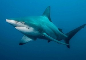 Новозеландская девочка отбилась от акулы