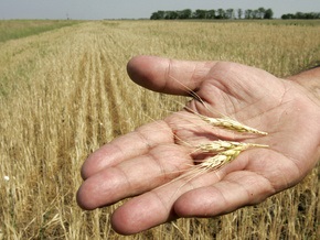 Египетским мукомолам не нравится качество украинской пшеницы