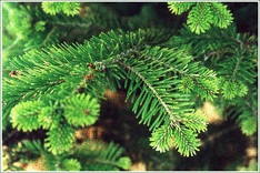 Красота современной природы - дело рук человека.