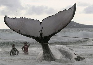 Исследование: У горбатых китов есть свои любимые хиты