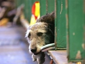 Пятеро россиян заразились трихинеллезом, съев собаку