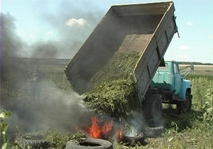 В Харьковской области изъяли конопли более чем на миллиард гривен