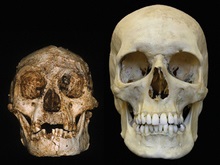 В Тихом океане обнаружили скелеты карликовых людей