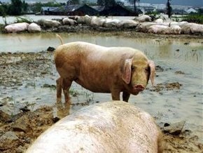 Полсотни свиней парализовали движение в Пекине